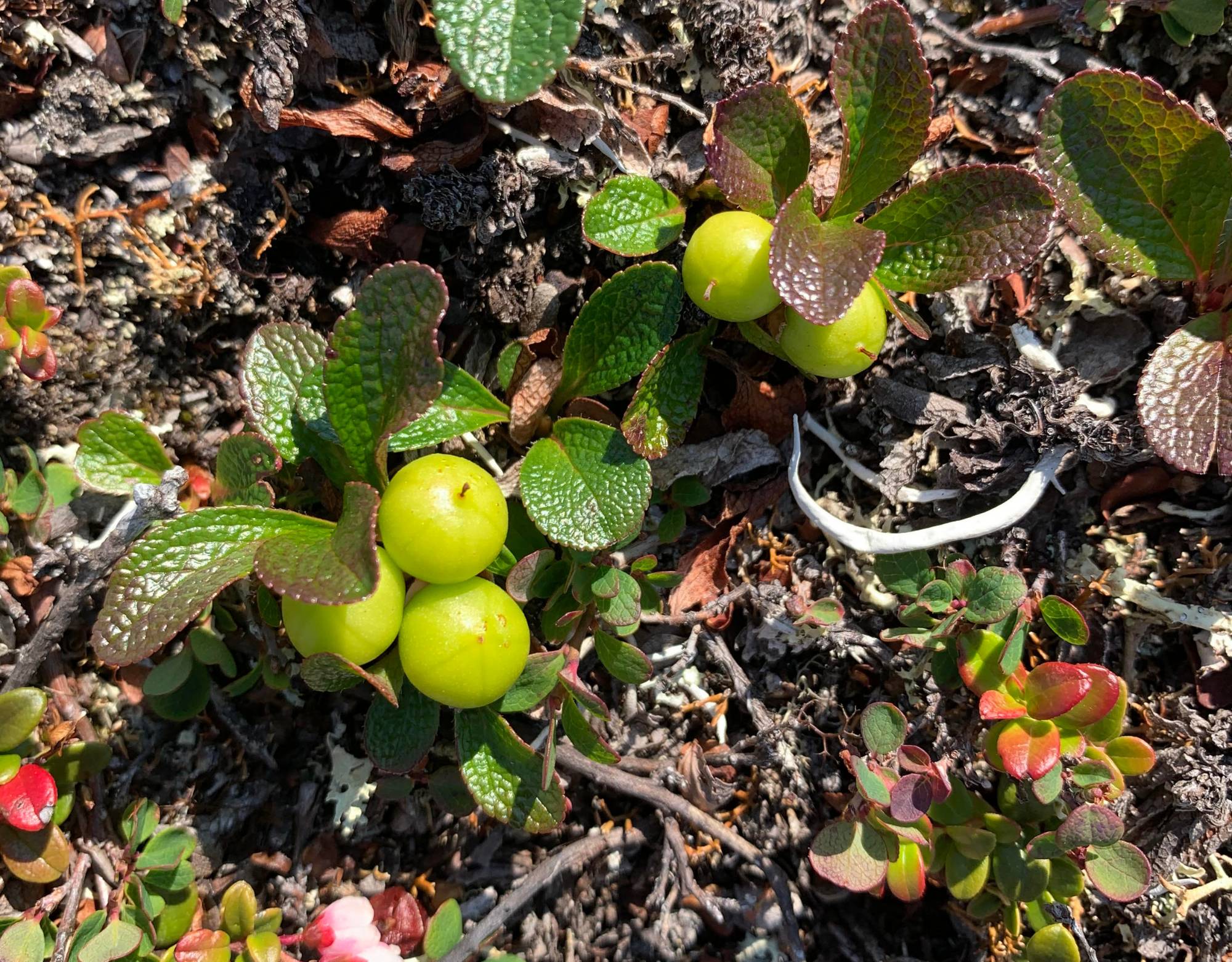 A. alpina berries ripening